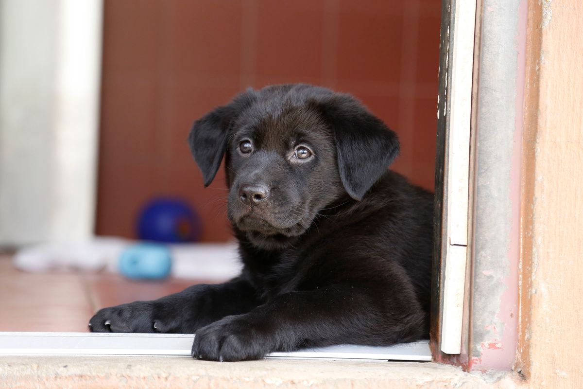 Black Labrador Puppy