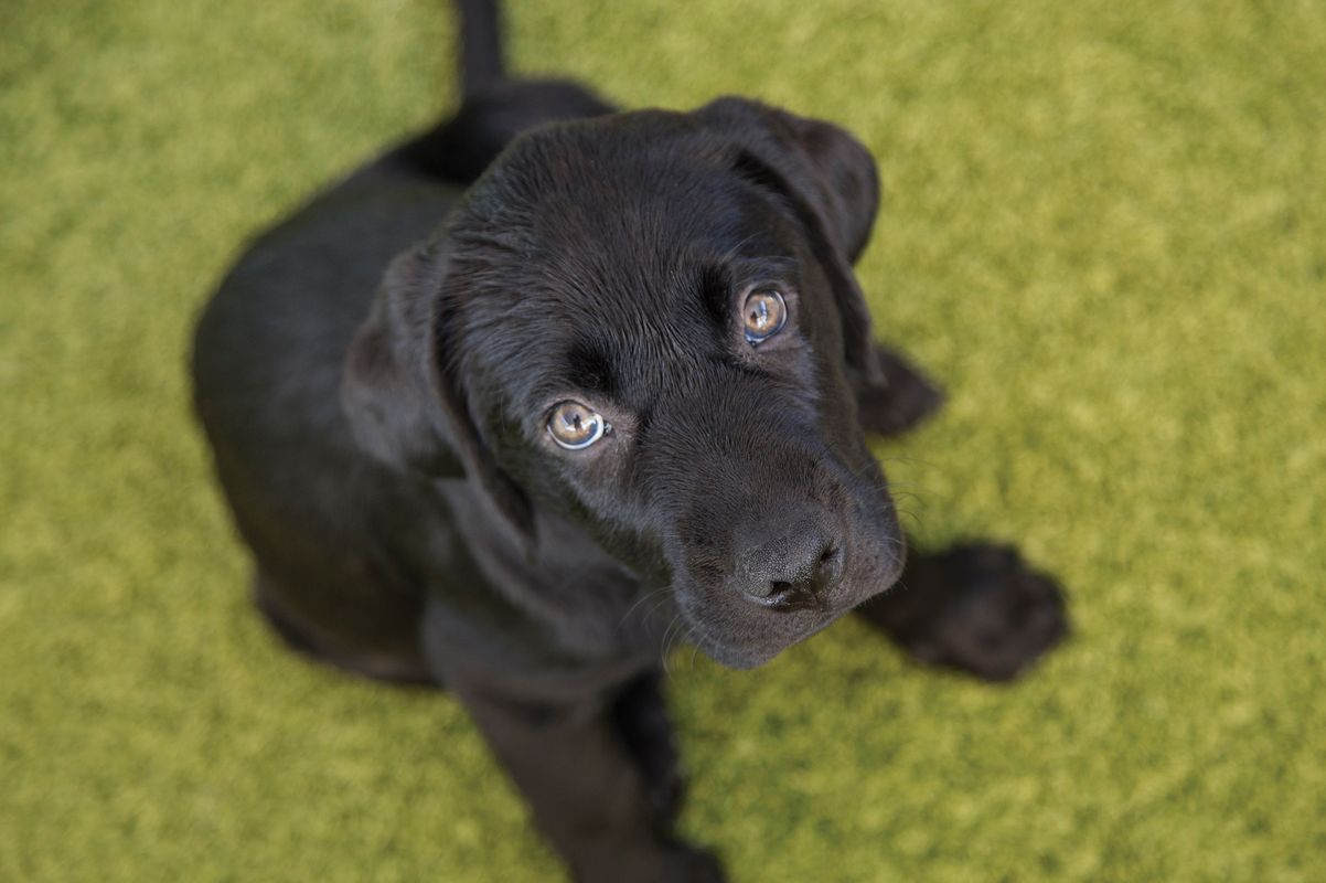 Tyson as a Puppy