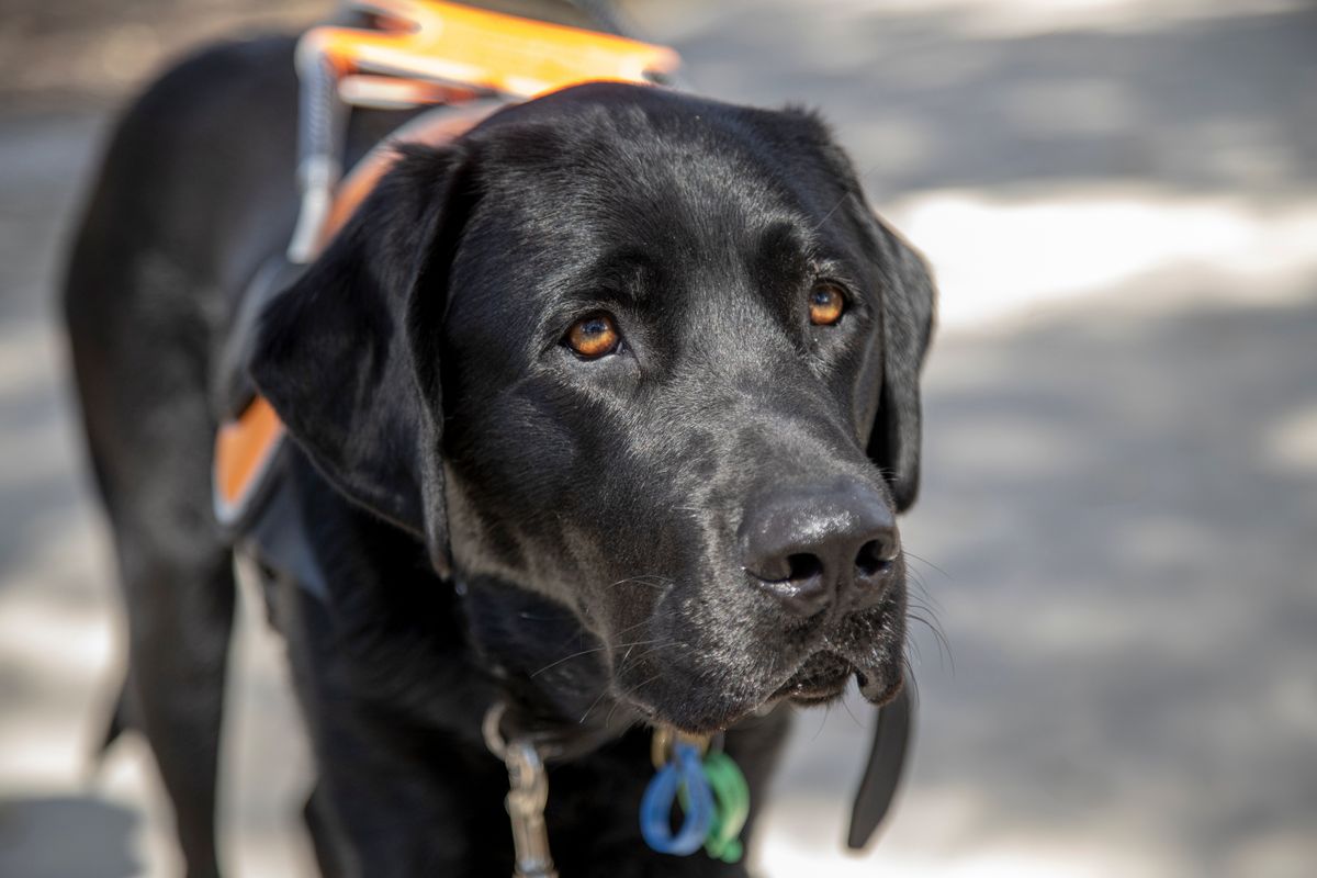 Guide Dog Wally
