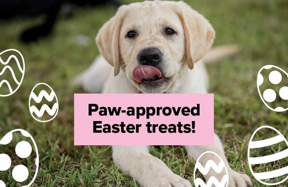 193 Blog Header Blog Header Easter  987x641px Opt2