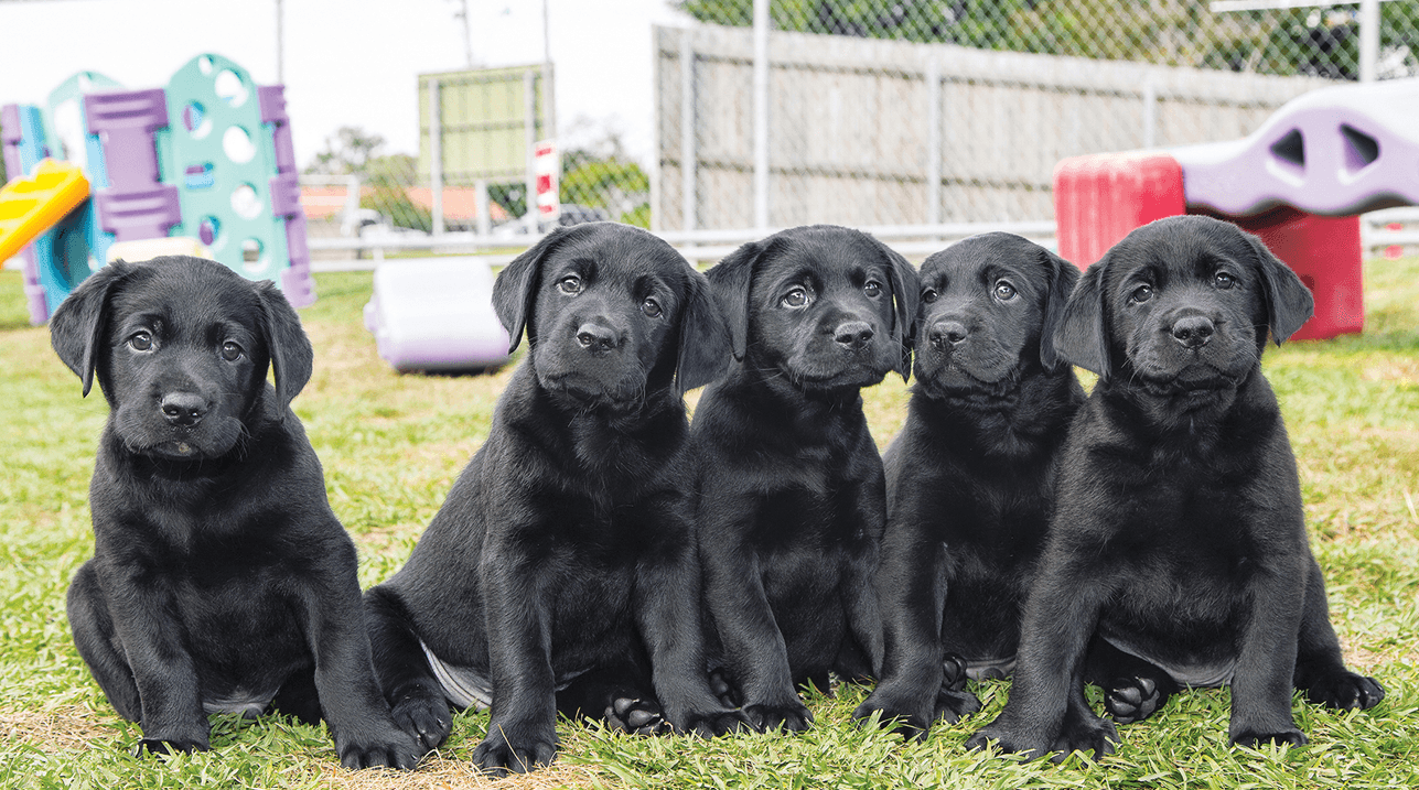 Five Guide Dog Puppies