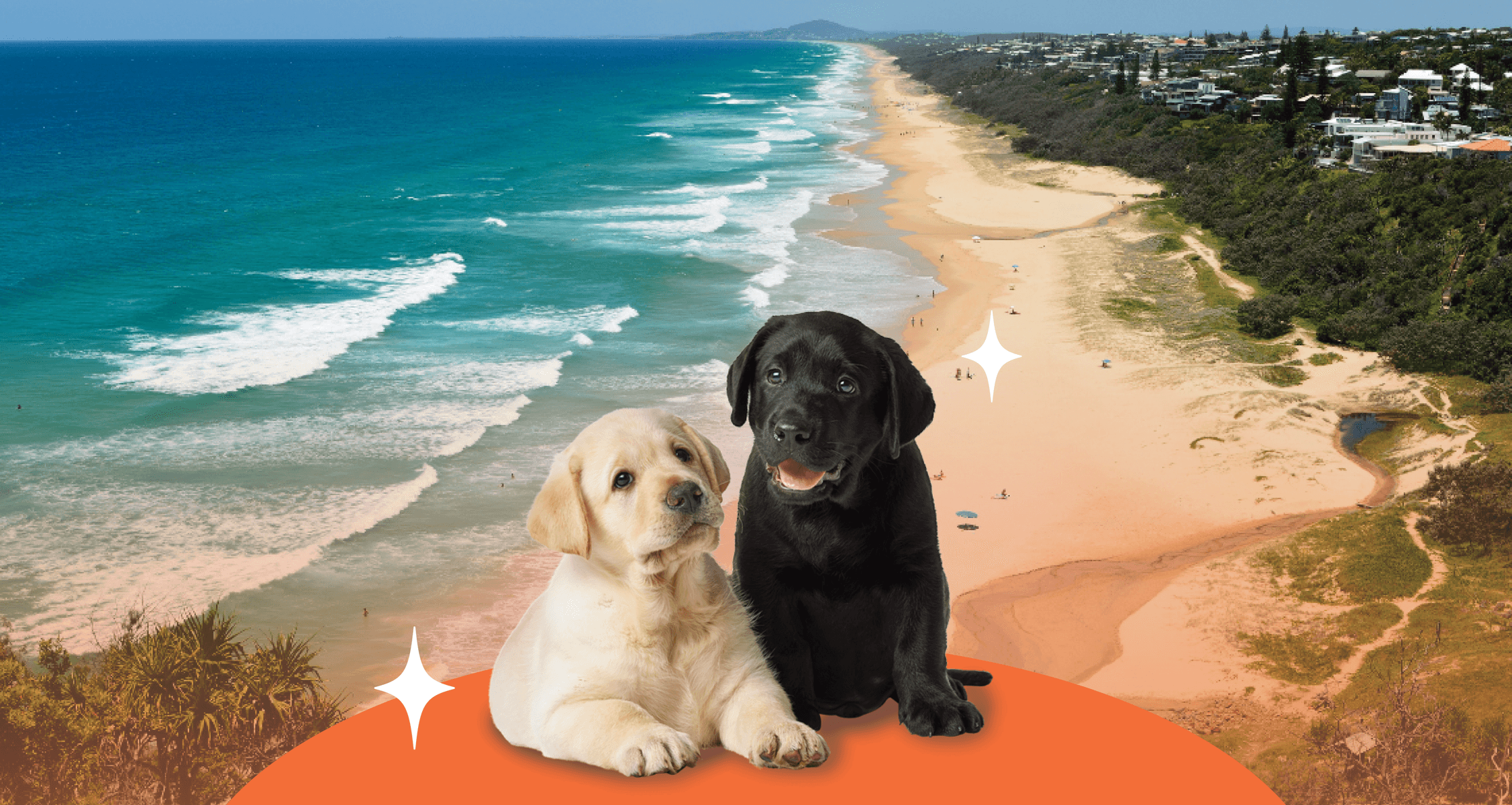Puppies with a beach background