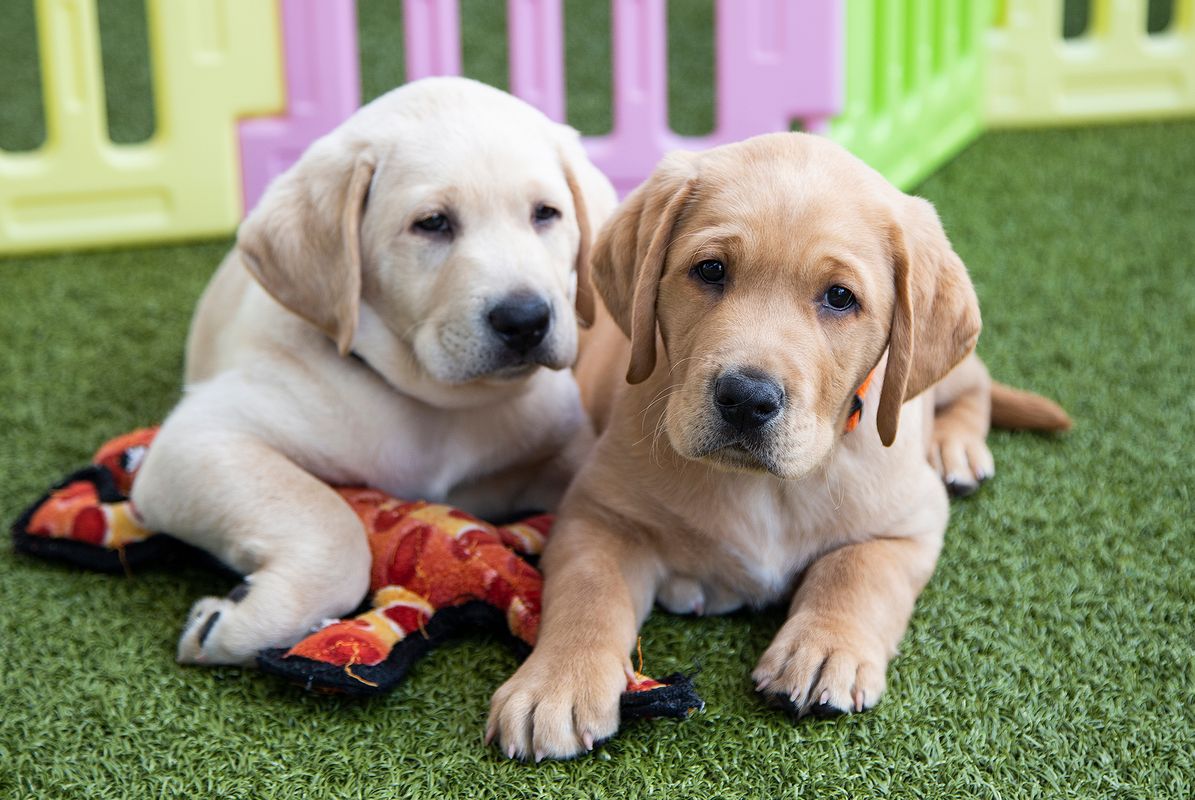 Two Golden Labrador Puppies